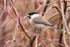 Marsh Tit