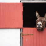 Donkey Relaxing over an old Irish Traditional Farm Door, Ireland