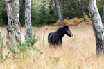 New Forest Pony - Hampshire