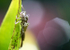 Insects _ AN 010