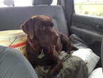 A Dogs Life!!