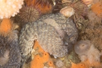 Aeolidia papillosa