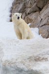 Summer Polar Bear