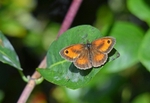 Gatekeeper