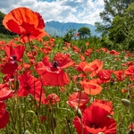 Field poppies (Papaver rhoeas),  and other weeds of cultivation