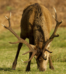 Red Deer, Isle of Mull