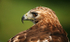 Common Buzzard