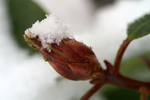 Snow - 22