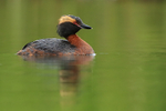 Slavonian Grebe, Iceland