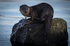 Otter cub, Isle of Mull, Scotland Dec 22