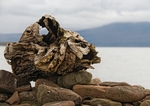 Driftwood.
