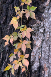 VIRGINIA CREEPER - NORFOLK COUNTY