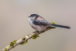 Long-tailed Tit