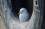 Kittiwake