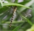 Common Hawker