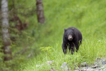 Black bear cub.