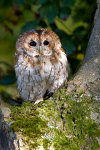 Tawny Owl