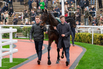 151125-Race 3-July Flower-0803