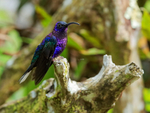Violet Sabrewing (male) perched, La Paz Gardens, Costa Rica