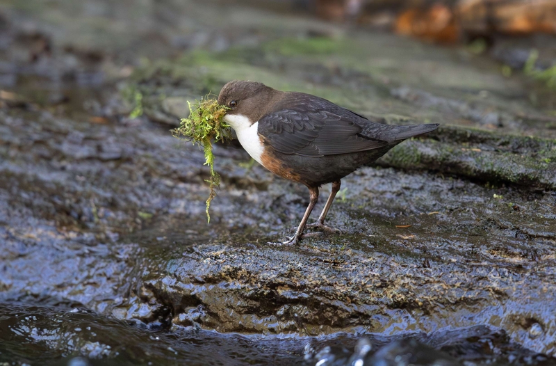 Dipper - River Bollin - Cheshire