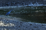 Little Blue Heron, Playa Cativo Lodge, Costa Rica