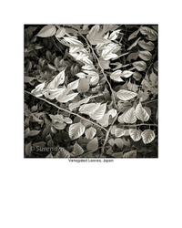 Organic Forms portfolio