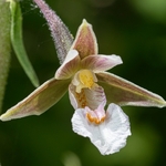 Marsh Helleborine (Epipactis palustris)