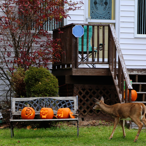 Some very pensive body language from this young white-tailed deer as it contemplates the potential repercussions of i…