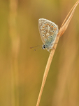 Common Blue (male), Seven Barrows, Berkshire