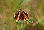 Small Skipper
