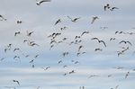 Kittiwakes