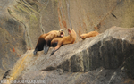 Sea lions