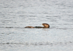 Otter