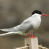 Arctic Tern