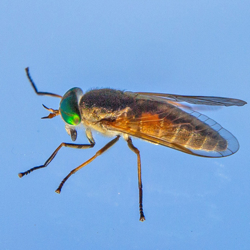 Saltmarsh Greenhead ♀ Tabanus nigrovittatus is a horsefly common to Eastern North America. It is identified primar…
