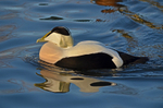 Eider