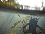 Common Toads _ct_100