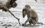 Long tailed macaque