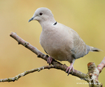 Collared Dove 160310