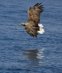 White tailed Eagle, Isle of Mull, Scotland