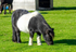 Shetland Pony - DSC_0910