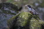 Dippers, North Wales