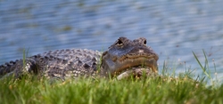 Aligators _0027