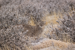 Female Puma Escacha falling snow, Torres del Paine, Chile