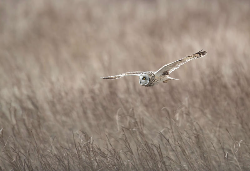 Short Eared Owl