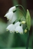 Leucojum Aestivum
