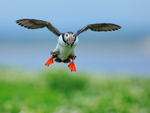 Atlantic Puffin flying with fish, Farne Islands