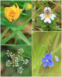 May Wildflowers