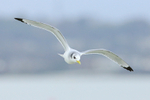 Kittiwake (winter plumage) in flight, Poole Harbour