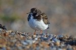 Turnstone